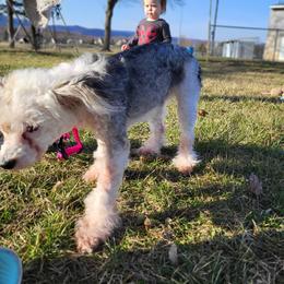Chinese Crested and Shih Tzu All Grown Up from Wuppie Tree House