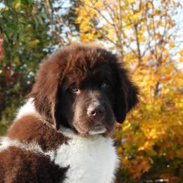 Newfoundland Puppies from Newfforu