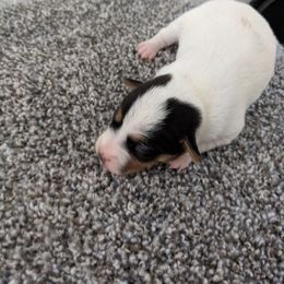Even tri face - Tri-colored female Parson Russell Terrier puppy in Phelan, California from Elite Parson Russells
