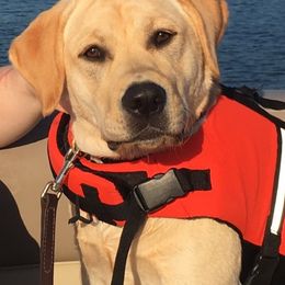Labrador Retriever Puppies from Willow Ridge Labradors