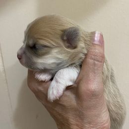 Girl 2 - Fawn female Chihuahua puppy in Chino Valley, Arizona from Lane’s Little Longhairs