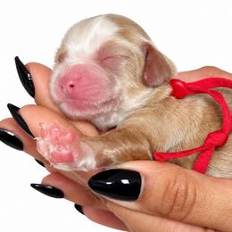 Ella - Parti female Assorted Doodle Crosses puppy in Yuciapa, California from AlltheDoodlez_
