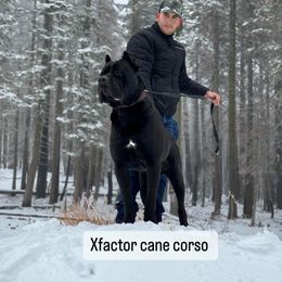 Romeo - Cane Corso