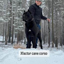 Romeo - Cane Corso