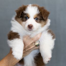 TRUST - RED TRI FEMALE - Red tri-color female Australian Shepherd puppy in Chino Valley, Arizona from Cu2 Aussies