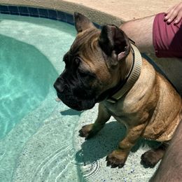 Cane Corso Puppies from JSM Corsos