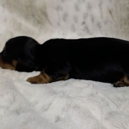 Girl no white - Black and tan female Dachshund puppy in De Beque, Colorado from ITSAR Ranch