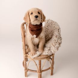 Golden Retriever Puppies from Brinton Goldens