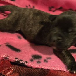 Girl 4 - Brindle female Mastiff puppy in Uhrichsville, Ohio from Angela's Mastiffs