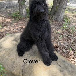 Cockapoo and Goldendoodle Puppies from Diva’s Darling Doodles