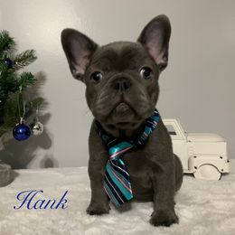 French Bulldog Puppies from Gotts Frenchies