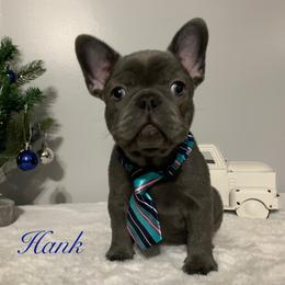 French Bulldog Puppies from Gotts Frenchies