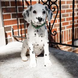 Dalmatian Puppies from Spotted Jewels Dalmatians