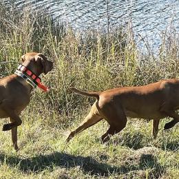 Vizslas from On Point Farm