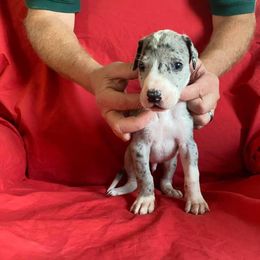 Great Dane Puppies from Glacier Danes