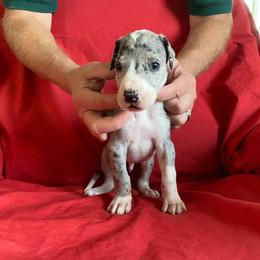 Great Dane Puppies from Glacier Danes