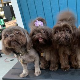 Shih Tzu Puppies from Mosley Kennel Shih Tzu