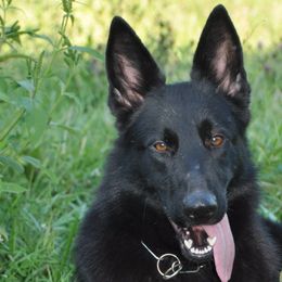 Hedera - German Shepherd