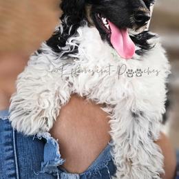 Ramses - Parti male Poodle puppy in Coolidge, Arizona from Effervescent-Pooches