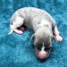 Magenta - Blue brindle female Whippet puppy in Gentry, Arkansas from Mardel Robeson of Mulberry Hollow Whippets