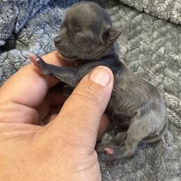 Layna - Blue female Chihuahua puppy in Fort Myers, Florida from Gulfshore Chihuahuas