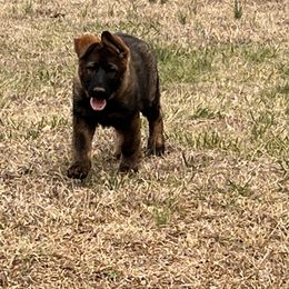 Boy 4 - German Shepherd puppy in Villa Rica, Georgia from Von Wolf GSD’S