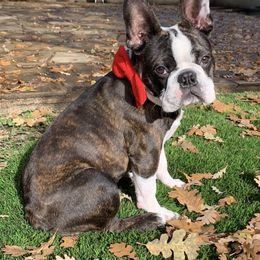 Boston Terrier Puppies from Furrever Boston Terriers