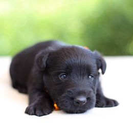 Boy 2 - male Scottish Terrier puppy in Mount Joy, Pennsylvania from K&M Kennel