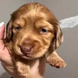 Marble - Dapple male Dachshund puppy in Miami, Florida from Maitime Dachshund