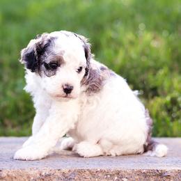 Libby F2b - White female Cavapoo puppy in Atglen, Pennsylvania from Smokey Hollow Puppies