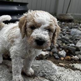 Goldendoodles from Peach Blossom Pups