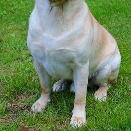 Labrador Retrievers from Black Magic's Labradors