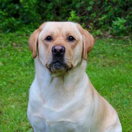 Labrador Retrievers from Black Magic's Labradors