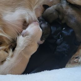 Dachshund Puppies from Rosie Posie Doxies