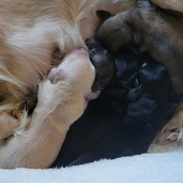 Dachshund Puppies from Rosie Posie Doxies