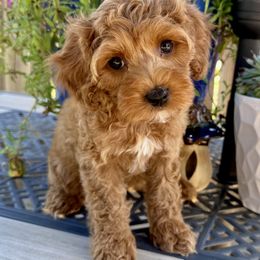 Porsche - Red female Cockapoo puppy in Roseville, California from Darby Park Doodles