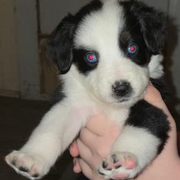 Jingle - Black tri-color female Australian Shepherd puppy in Washington from Arbor hill Australian Shepherds