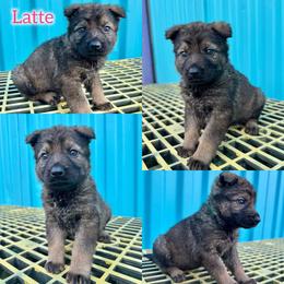 Latte - Girl 1 - Sable female German Shepherd puppy in Oakley, California from Von Guadachi German Shepherds & Audacity Border Collies