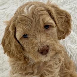 Ainsley (Livernose) - Parti female Goldendoodle puppy in Cleburne, Texas from Doodles of the Brazos