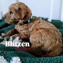 Blitzen - Chocolate female Goldendoodle puppy in Ringgold, Georgia from Re Family Doodles