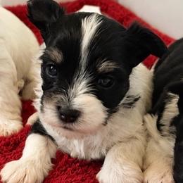 Saint - Parti male Yorkshire Terrier puppy in Phil Campbell, Alabama from MagnoliaYorkies
