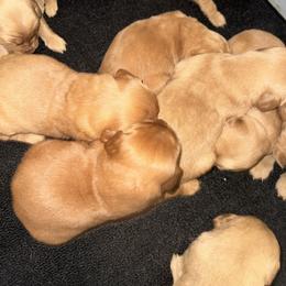 Lava Girl 2 - Dark golden female Golden Retriever puppy in Fort Morgan, Colorado from Golden Girls Kennels, LLC
