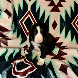 Girl 1 - Black and white female Border Collie puppy in Milton, Pennsylvania from C&C Border Collies