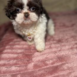 Shih Tzu Puppies from Spoiled ShihTzu LLC