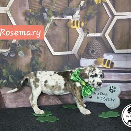 Rosemary - Harlequin Great Dane puppy in Spiro, Oklahoma from Big Birch Danes