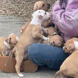 Right Eye - red collar - Red female American Staffordshire Terrier puppy in Monroe, Georgia from Irresistibull Staffords