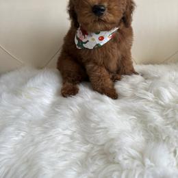 Pepe - Red  male Goldendoodle puppy in Davie, Florida from Daviegoldendoodles