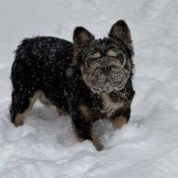 Bulldog puppies from Snapp Valley Bulldogs