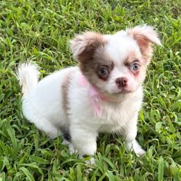 Cove - Merle female Chihuahua puppy in Gloucester, Virginia from Charlotte's Web of Chihuahuas