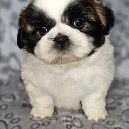 BOY 2 - Gold and white male Shih Tzu puppy in Dixon, Illinois from Sharon's Pups
